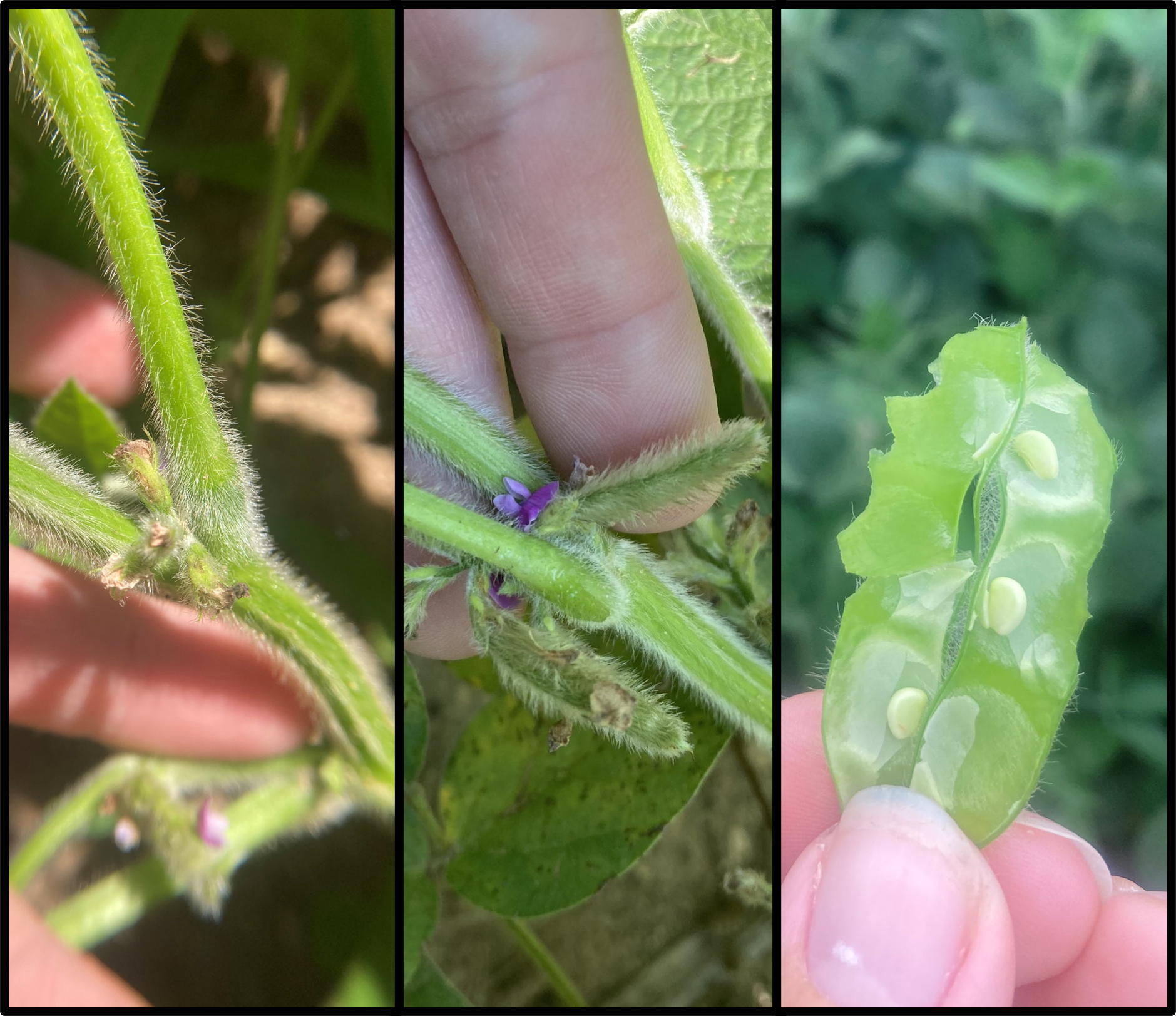 Soybean at R3 (pod 3/16 inch, left) at R4 (pod 3/4 inch, middle), and R5 (seed 1/8 inch, right).